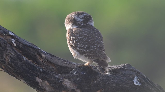 Spotted Owlet - ML637409647