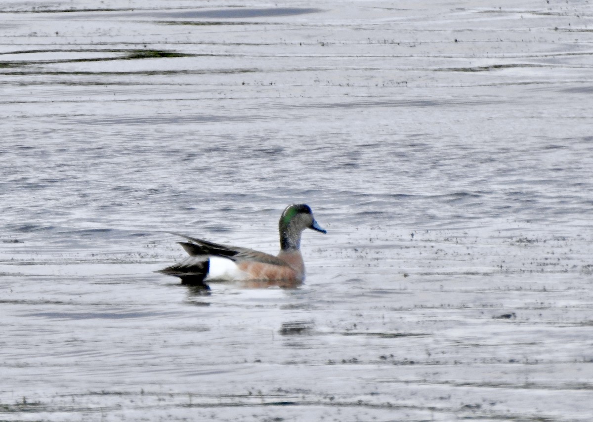 American Wigeon - ML637409651