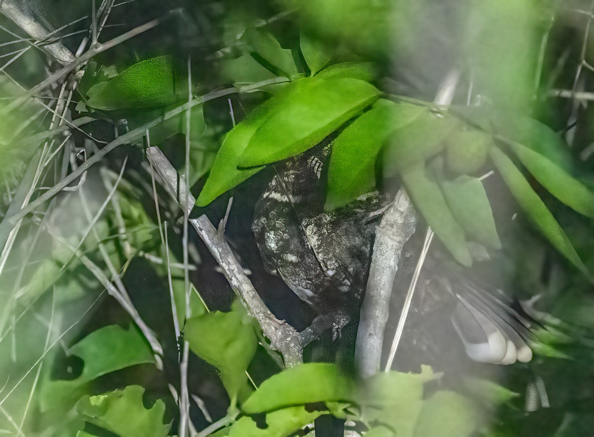 Tawny-collared Nightjar - ML637409652