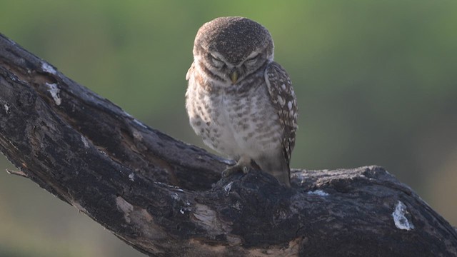 Spotted Owlet - ML637409653