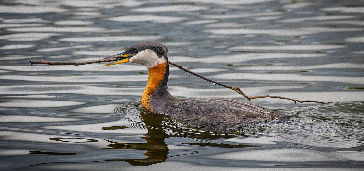 Red-necked Grebe - ML637409661