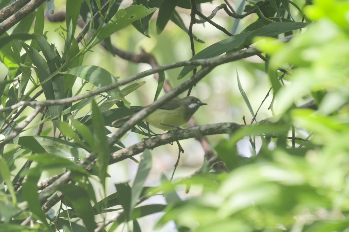 Fairy Gerygone - ML637409687