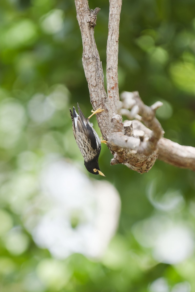 Varied Sittella (Striated) - ML637409720