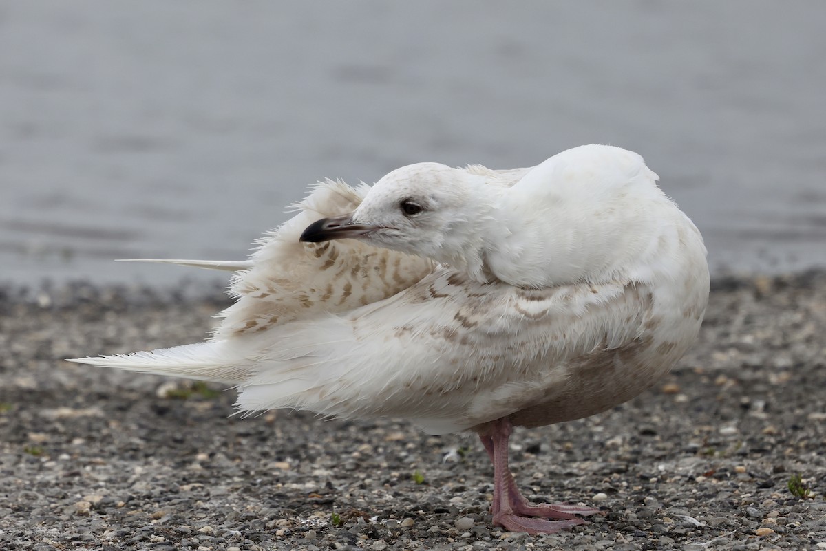 racek polární (ssp. kumlieni/glaucoides) - ML637409722