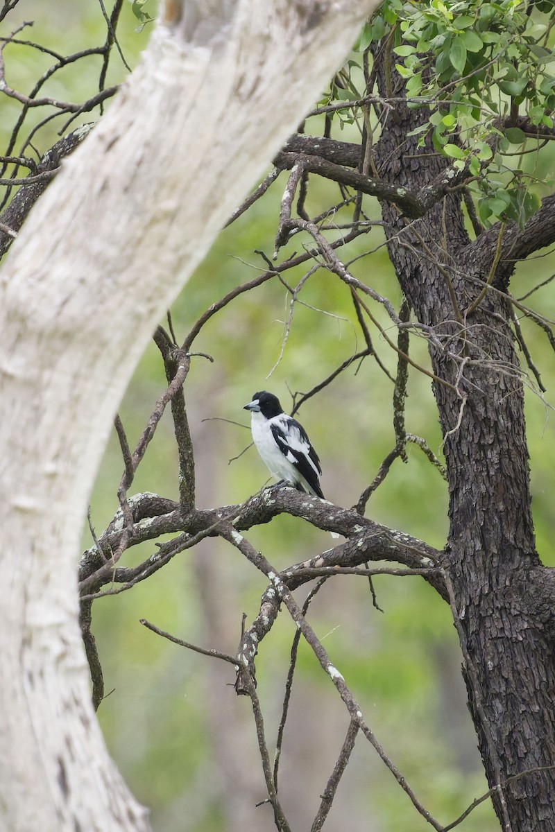 Black-backed Butcherbird - ML637409758