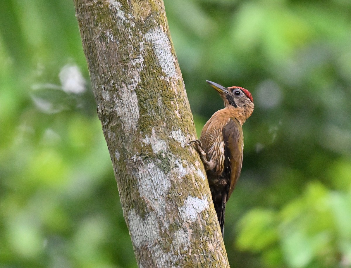 Laced Woodpecker - ML637409803