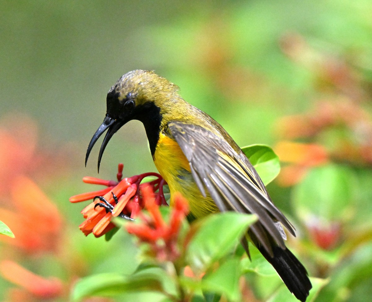 Ornate Sunbird - ML637409865