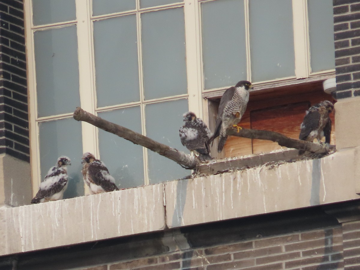 Peregrine Falcon (North American) - Christopher Hollister
