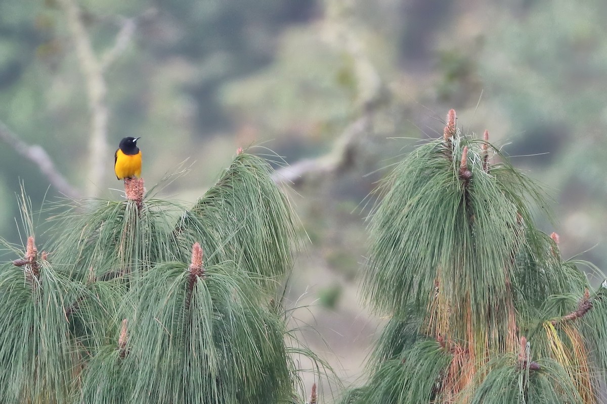 Black-vented Oriole - ML637409903