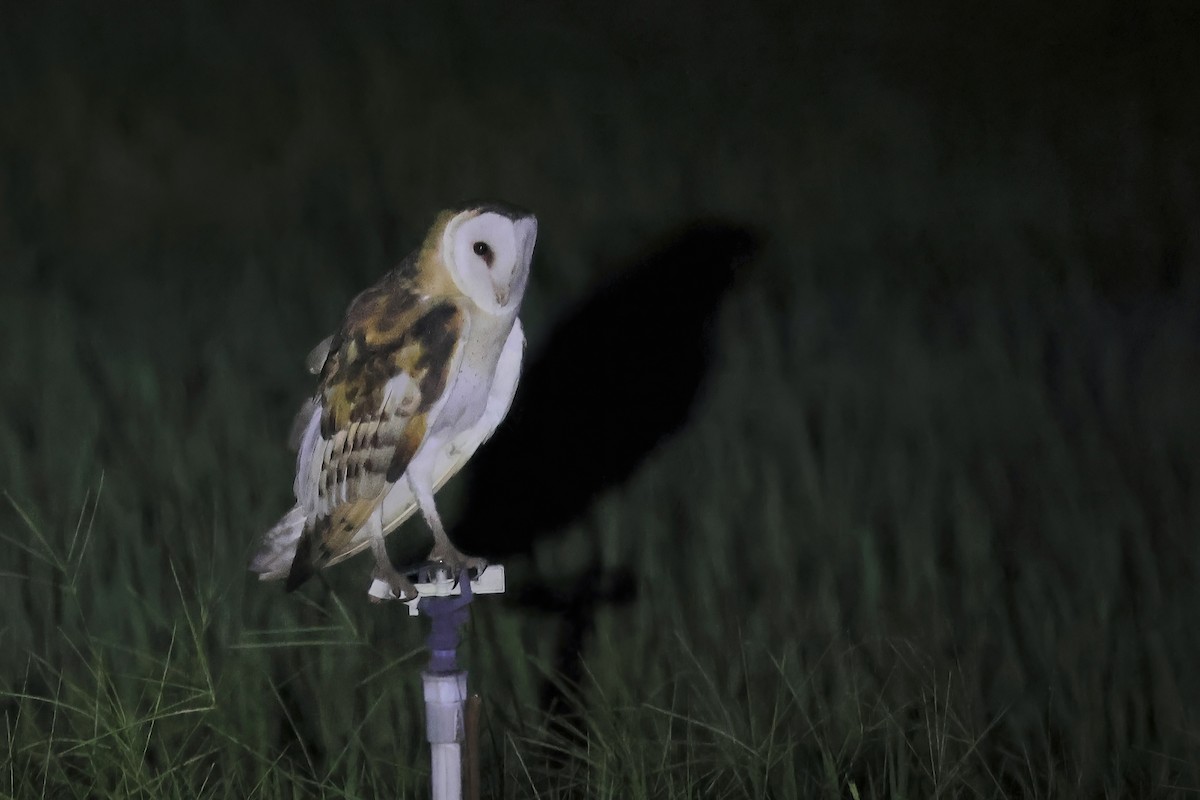 Australasian Grass-Owl - ML637410016