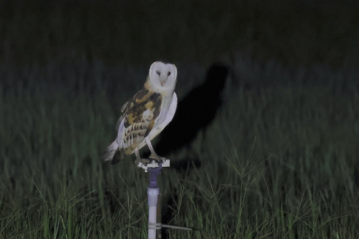 Australasian Grass-Owl - ML637410017