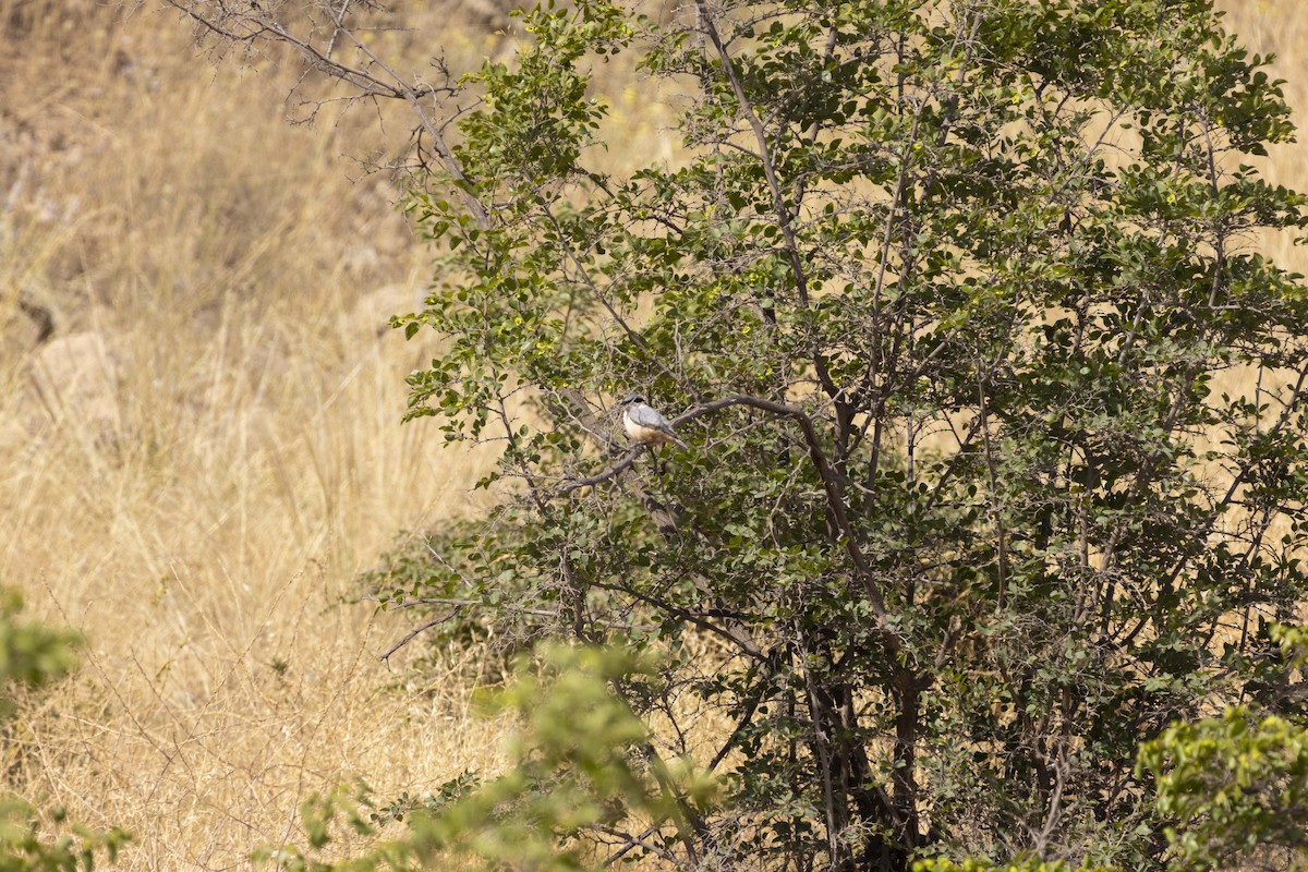 Eastern Rock Nuthatch - ML637410078
