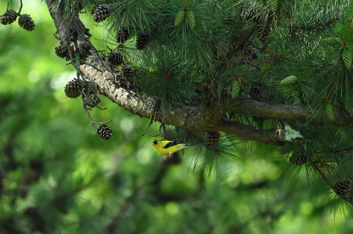 American Goldfinch - ML637410193