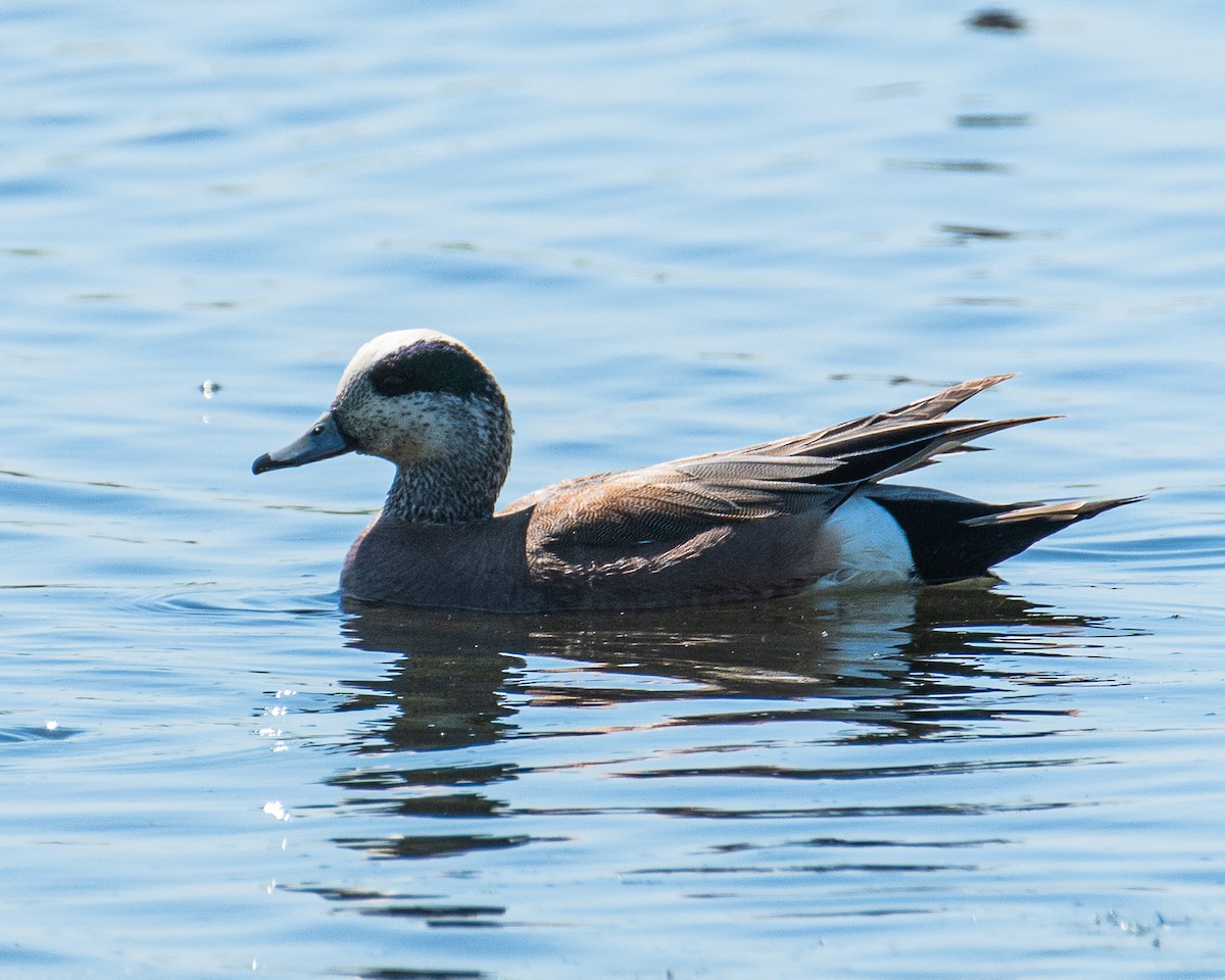 American Wigeon - ML637410234