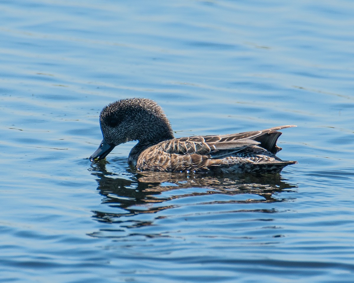 American Wigeon - ML637410250