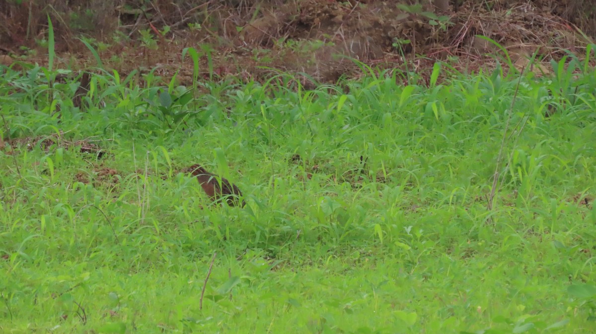 Jungle Bush-Quail - ML637410281