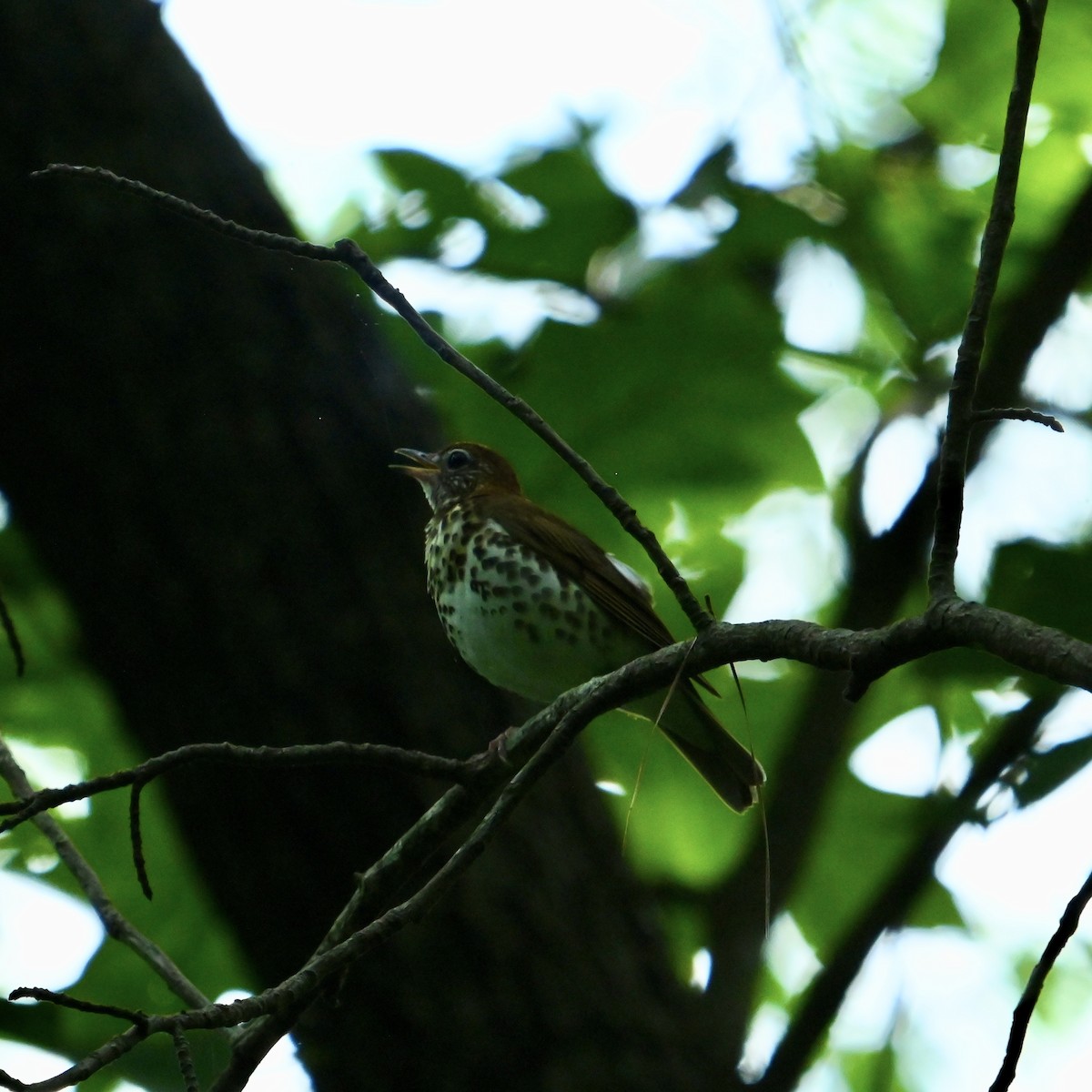 Wood Thrush - ML637410296