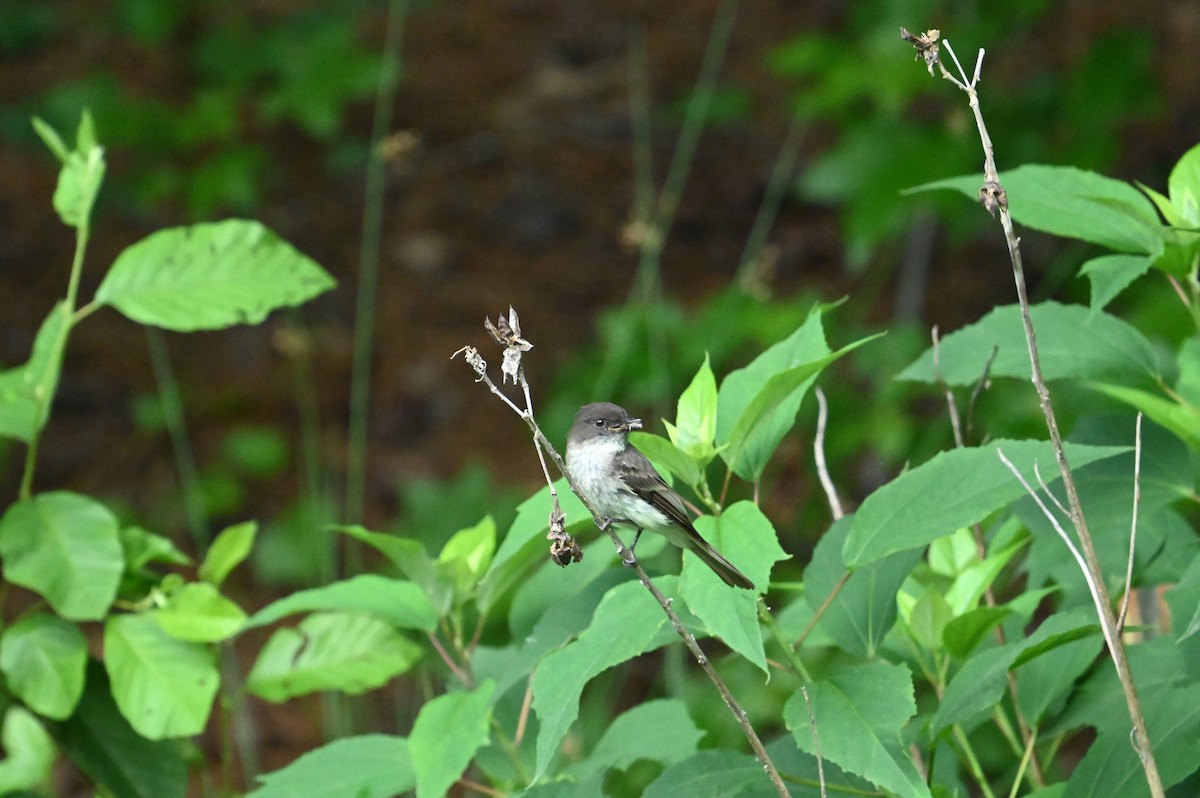 Eastern Phoebe - ML637410302