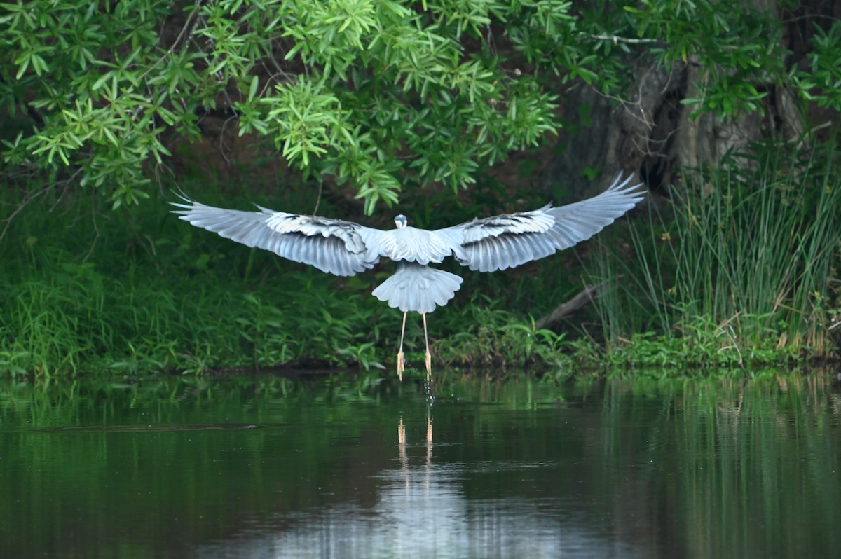 Great Blue Heron - ML637410320