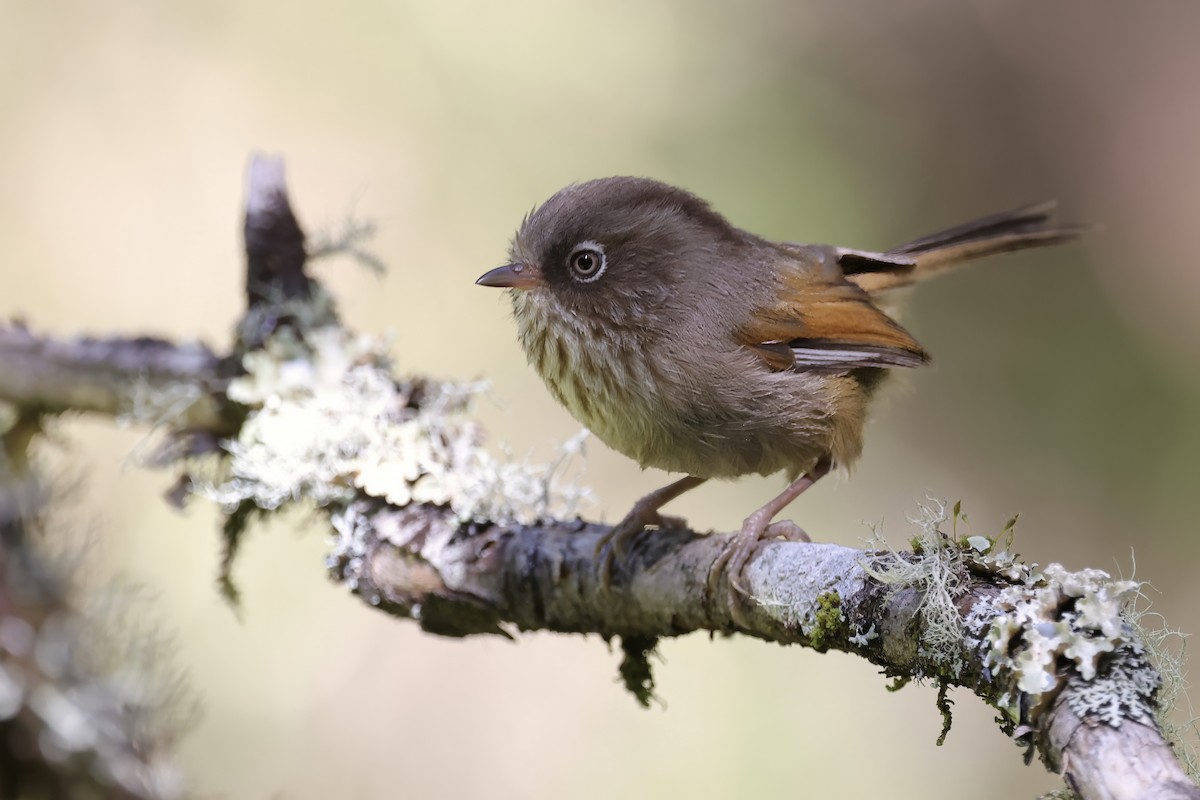 Taiwan Fulvetta - ML637410324