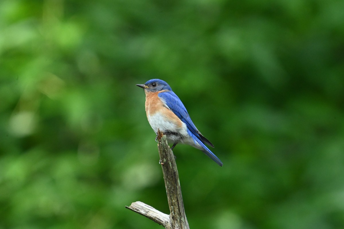 Eastern Bluebird - ML637410327