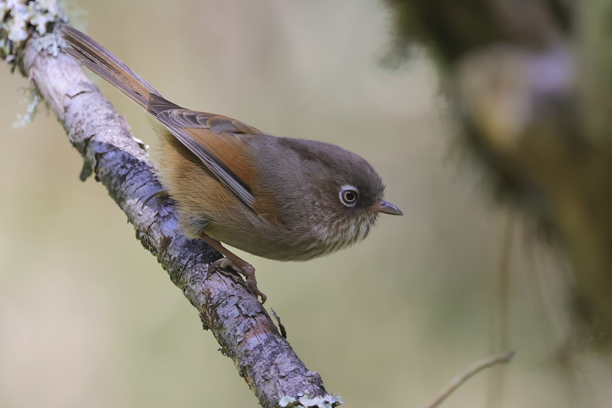 Taiwan Fulvetta - ML637410329