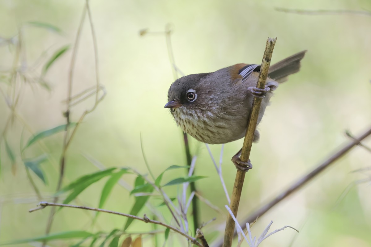 Taiwan Fulvetta - ML637410342