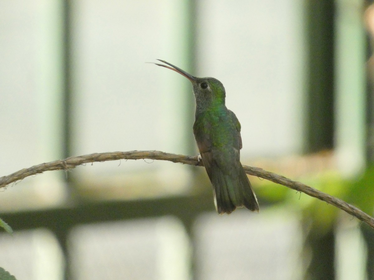 Honduran Emerald - ML637410345