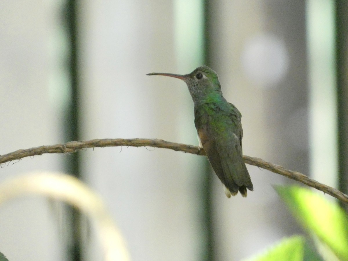 Honduran Emerald - ML637410347