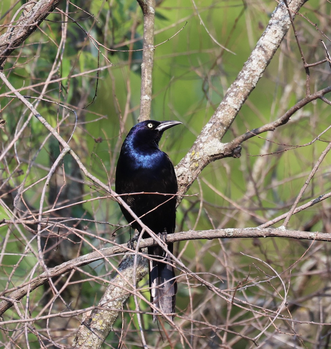 Common Grackle (Bronzed) - ML637410350
