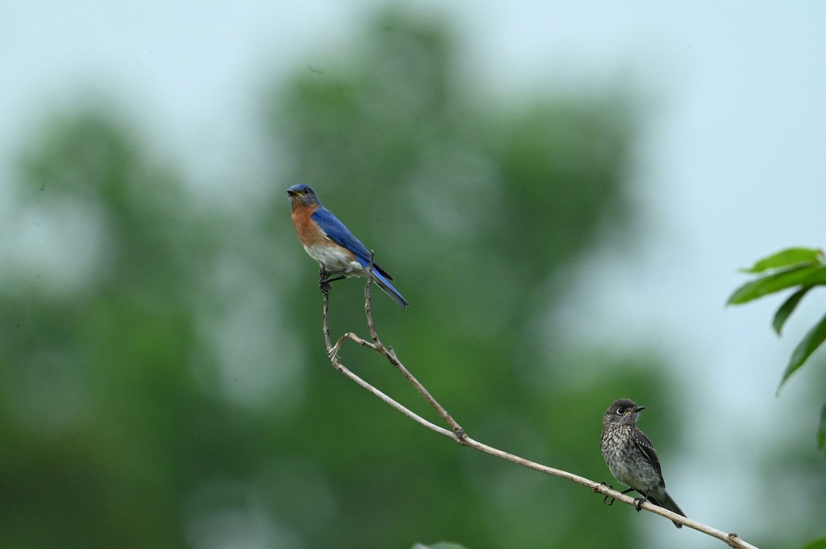 Eastern Bluebird - ML637410391