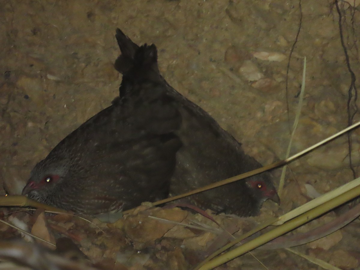 Stone Partridge - ML637410399