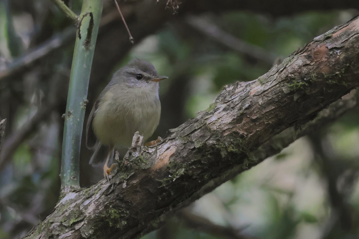 Yellowish-bellied Bush Warbler - ML637410405