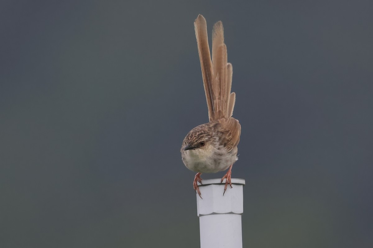 Striped Prinia - ML637410422