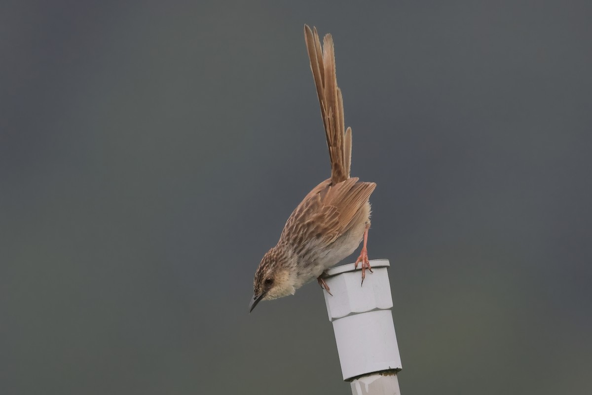 Striped Prinia - ML637410430