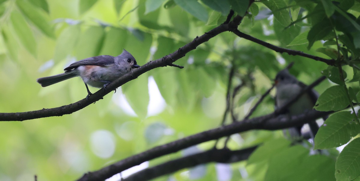 Tufted Titmouse - ML637410452