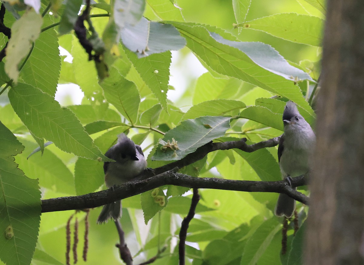 Tufted Titmouse - ML637410457