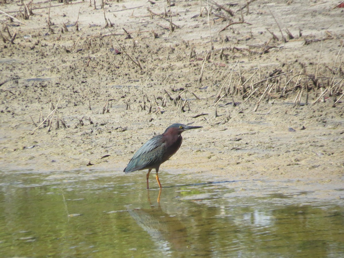 Green Heron - ML637410480