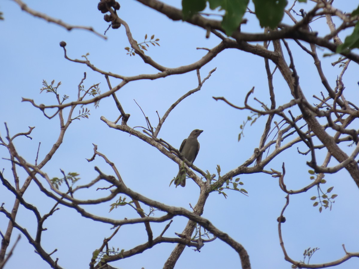 Lesser Honeyguide - ML637410488