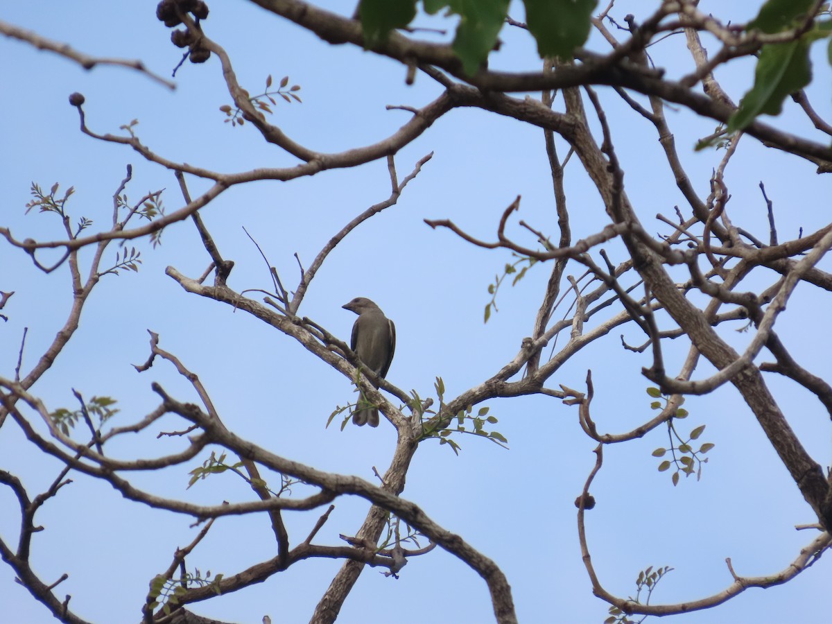 Lesser Honeyguide - ML637410489