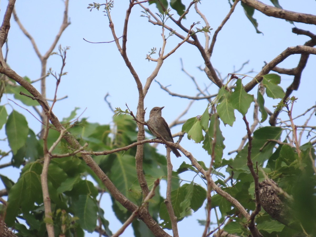 斑鶲 - ML637410515