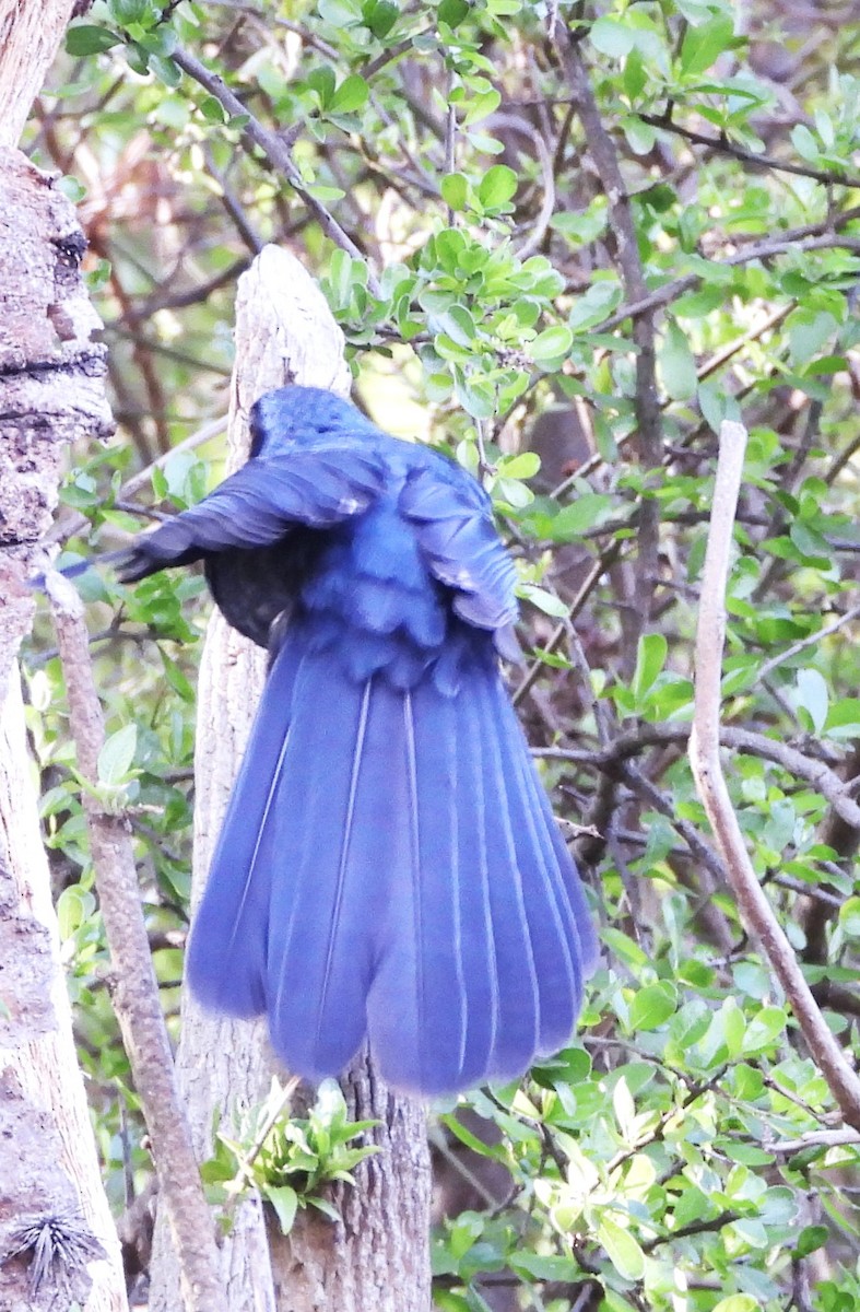 Blue Mockingbird - ML637410532
