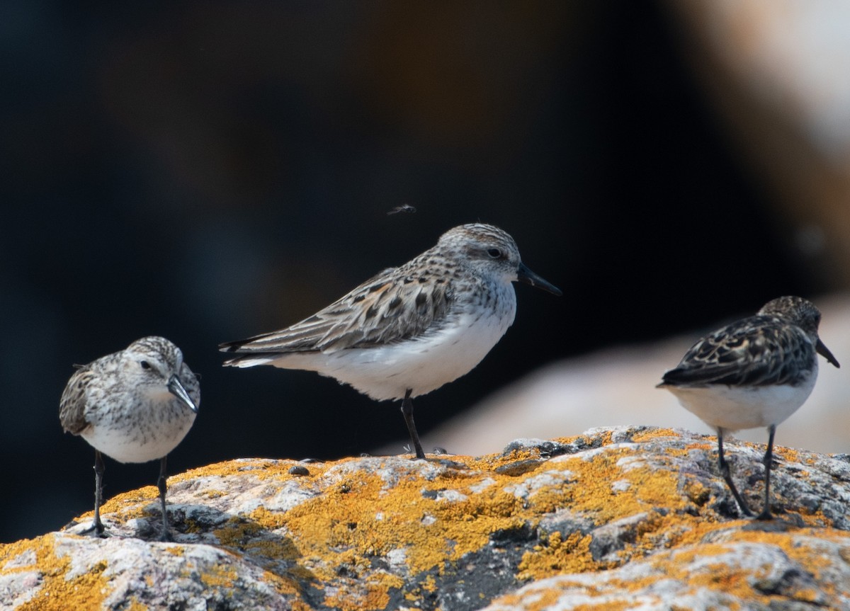 Semipalmated Sandpiper - ML637410561