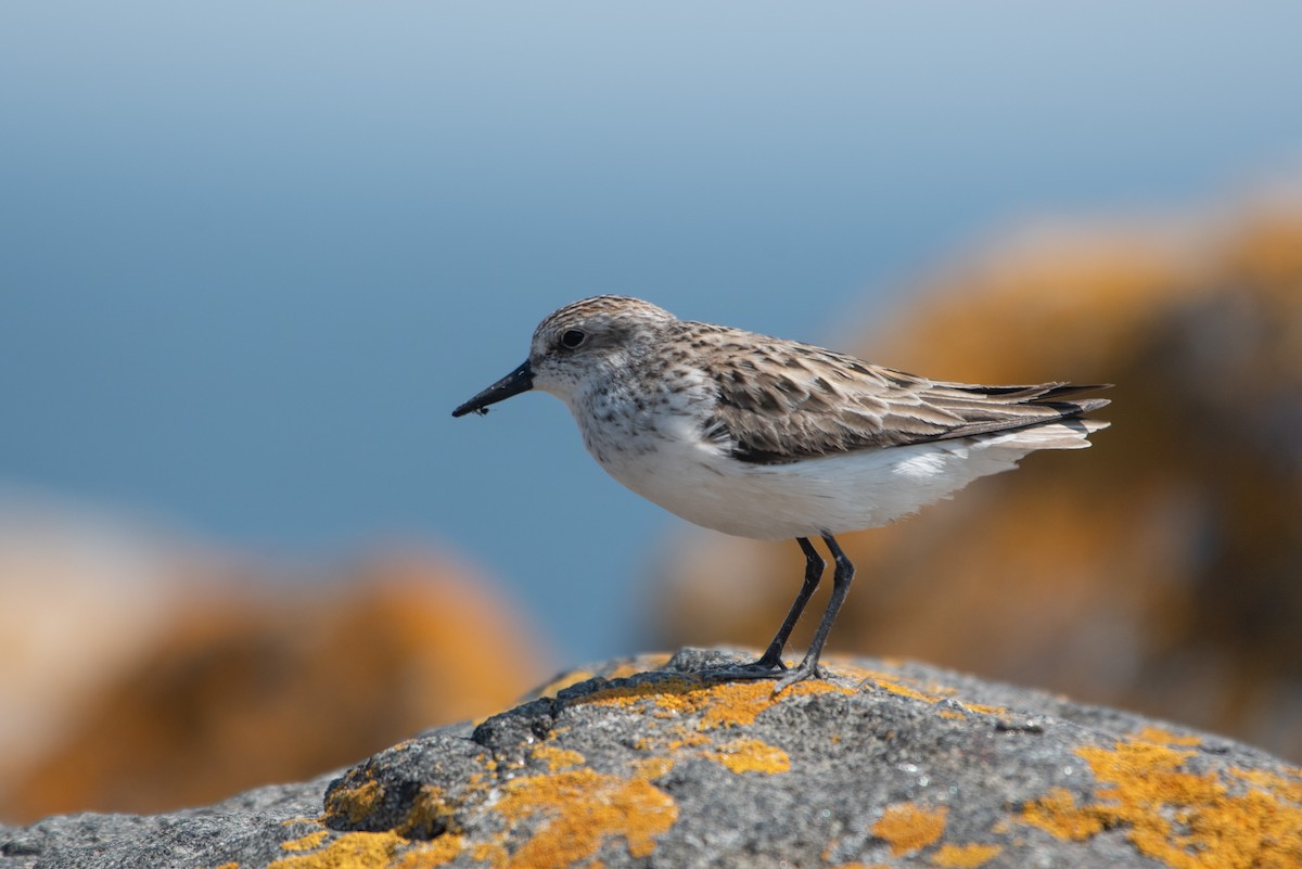Semipalmated Sandpiper - ML637410562