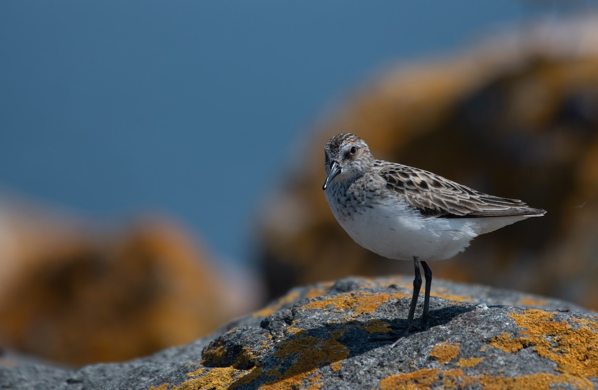Semipalmated Sandpiper - ML637410563
