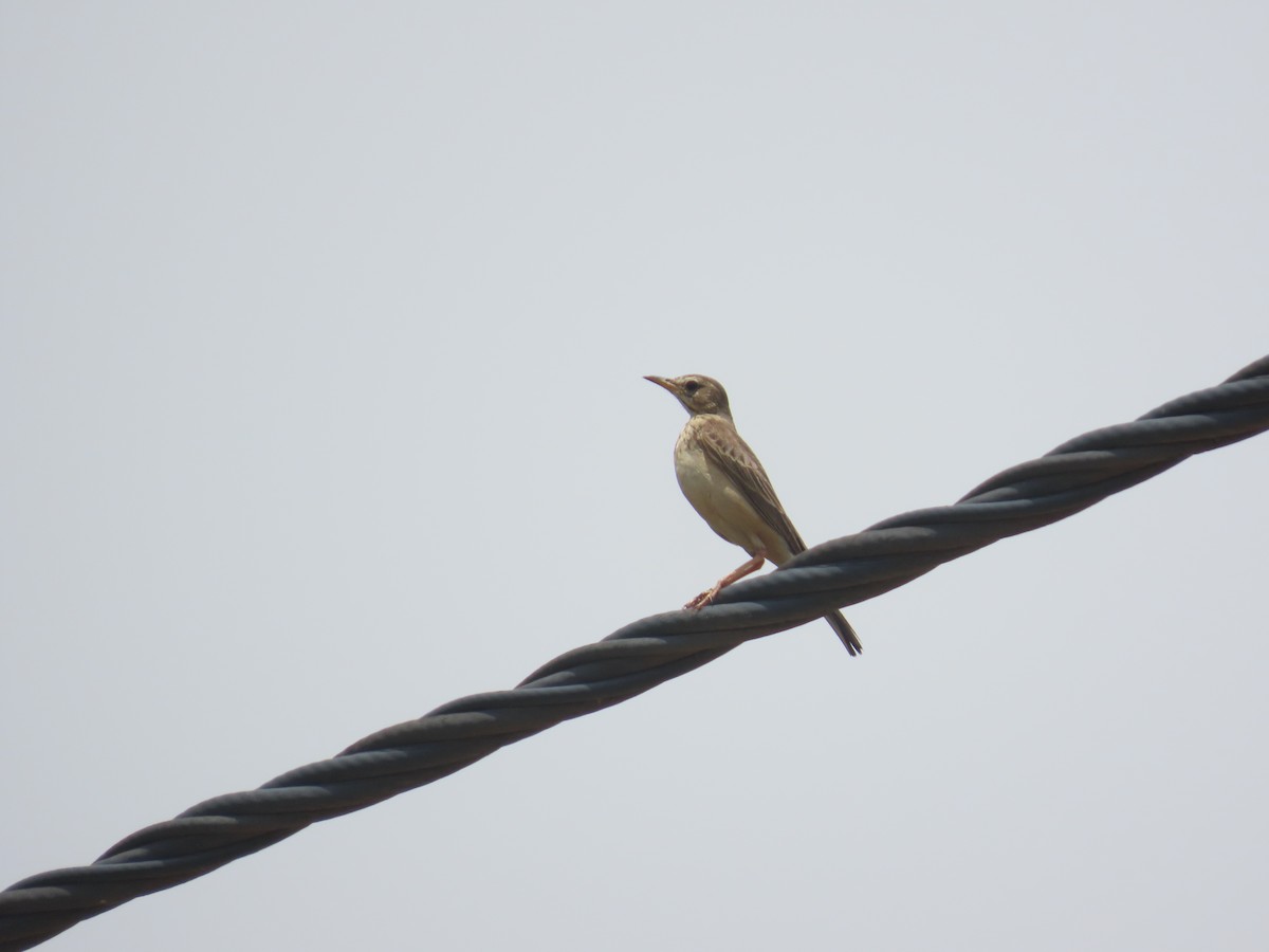 Plain-backed Pipit - ML637410565