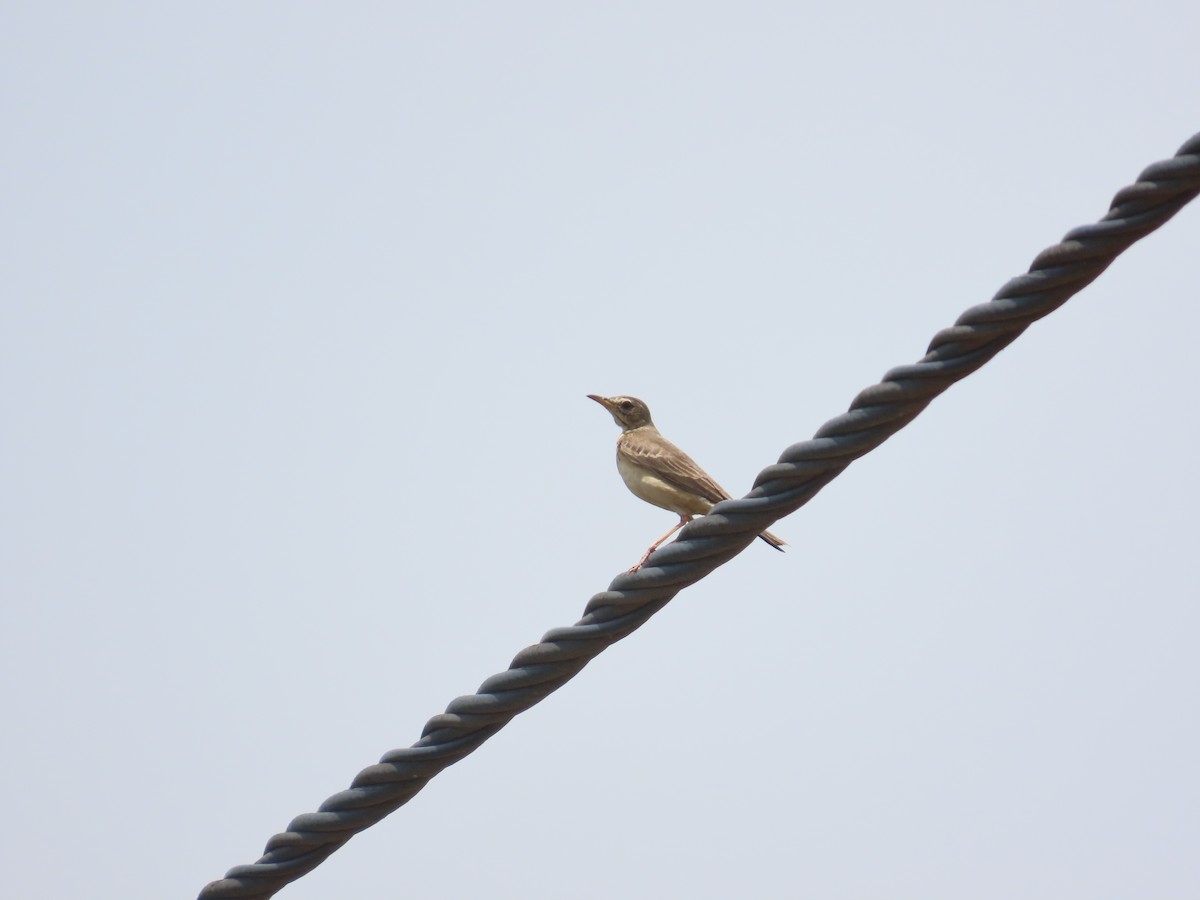 Plain-backed Pipit - ML637410566