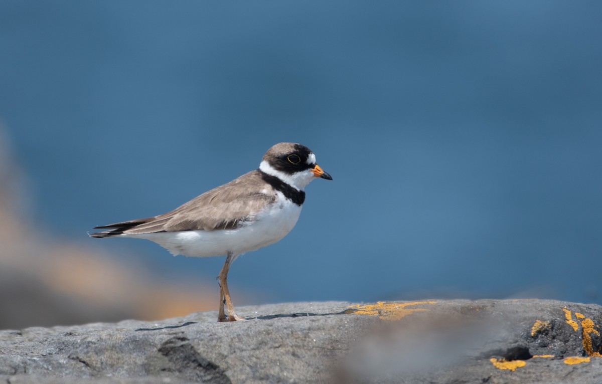 Semipalmated Plover - ML637410569
