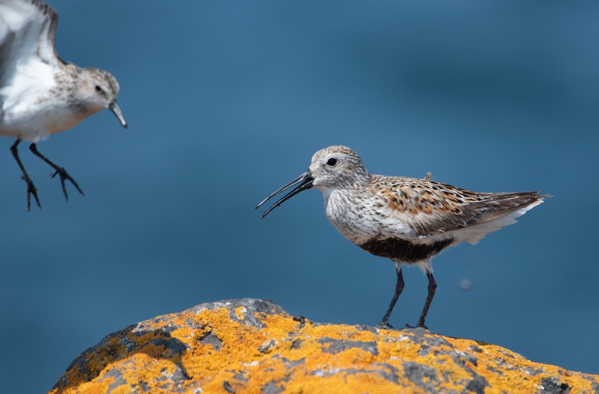 Dunlin - ML637410571