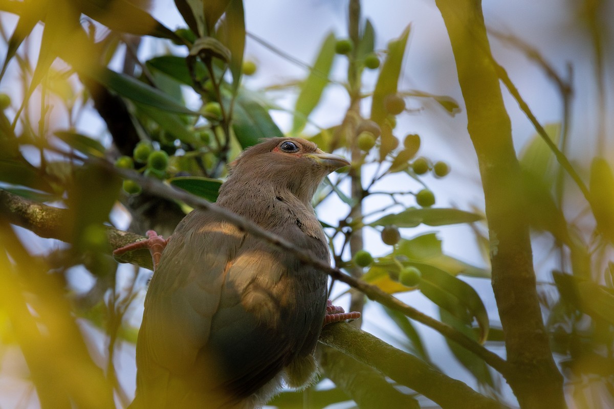 Red-faced Mousebird - ML637410725